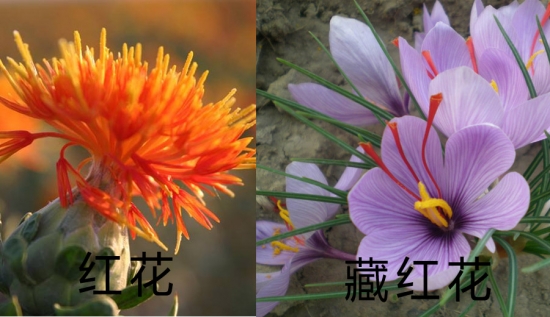 红花和藏红花有什么区别