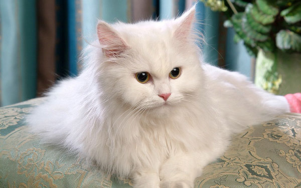 喜马拉雅猫简介_喜马拉雅猫价格_喜马拉雅猫的寿命_喜马拉雅猫的特征特点