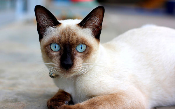 暹罗猫简介，暹罗猫价格，暹罗猫的寿命，暹罗猫的特征特点