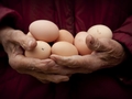五种方法教你辨别鲜蛋