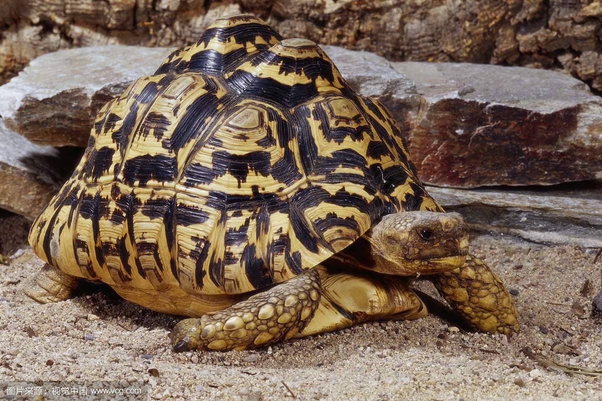 豹纹陆龟简介_豹纹陆龟价格_豹纹陆龟的寿命_豹纹陆龟的特征特点