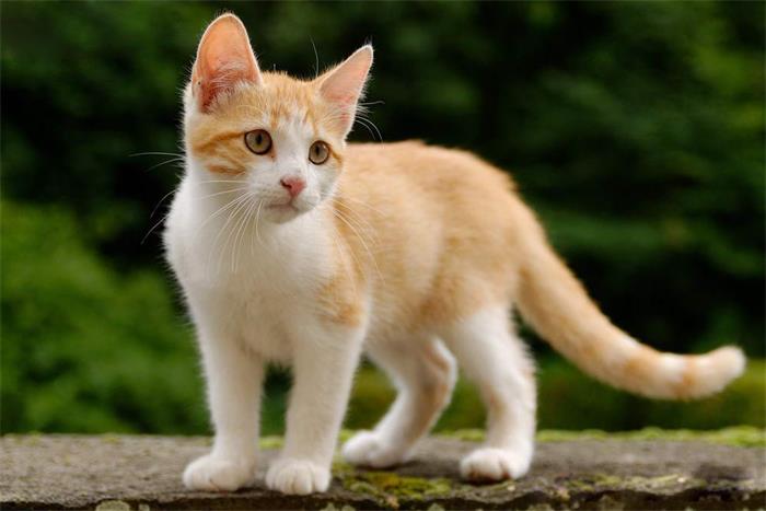 土耳其梵猫简介_土耳其梵猫价格_土耳其梵猫的寿命_土耳其梵猫的特征特点