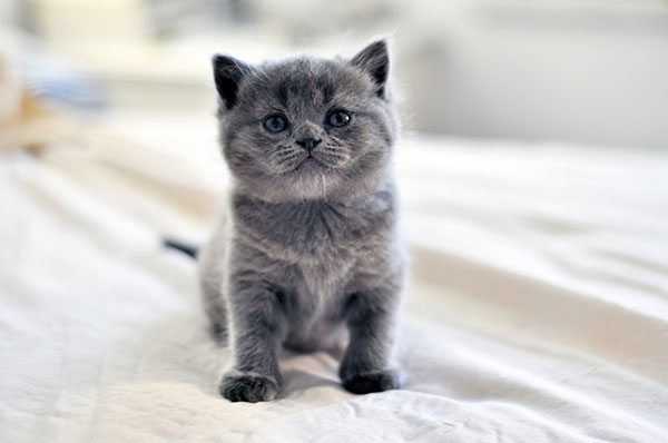 俄罗斯蓝猫简介，俄罗斯蓝猫价格，俄罗斯蓝猫的寿命，俄罗斯蓝猫的特征特点