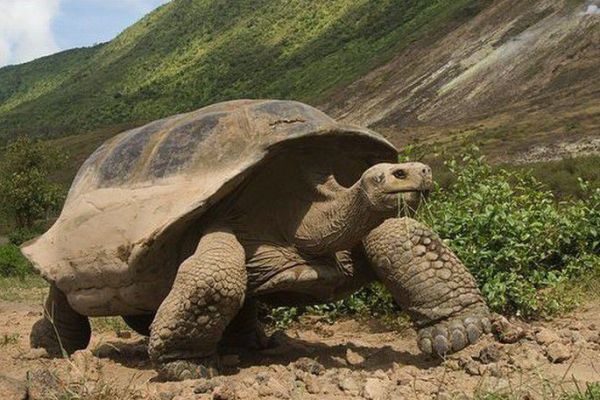 加拉帕戈斯象龟简介_加拉帕戈斯象龟价格_加拉帕戈斯象龟的寿命_加拉帕戈斯象龟的特征特点