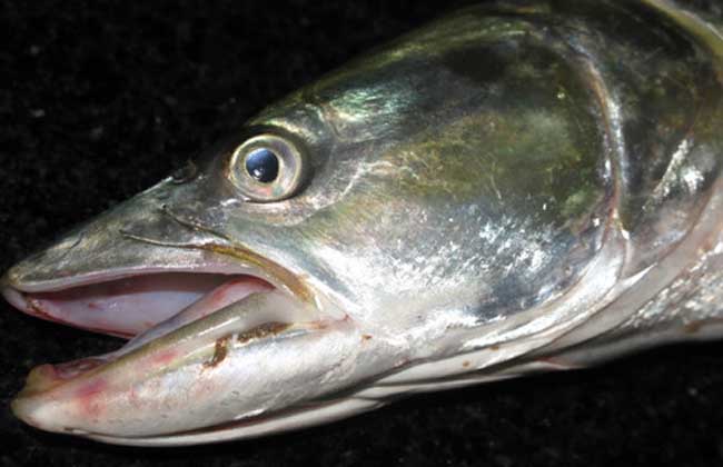 鳡鱼多少钱一斤-鳡鱼的市场价格及烹饪方法