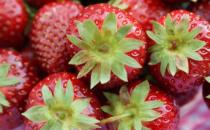 草莓的哪些功效对老人养生 老人吃水果3大原则