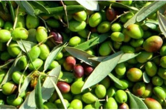 橄榄果的功效与作用 吃橄榄果的好处有哪些