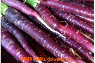 紫色胡萝卜的营养价值 吃紫色胡萝卜的好处