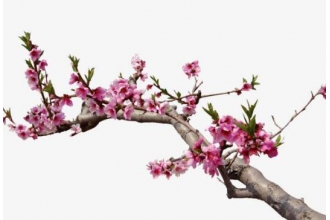 桃树枝的功效与作用 桃树枝的副作用