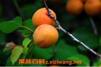 杏子的功效与作用 杏子的食用禁忌